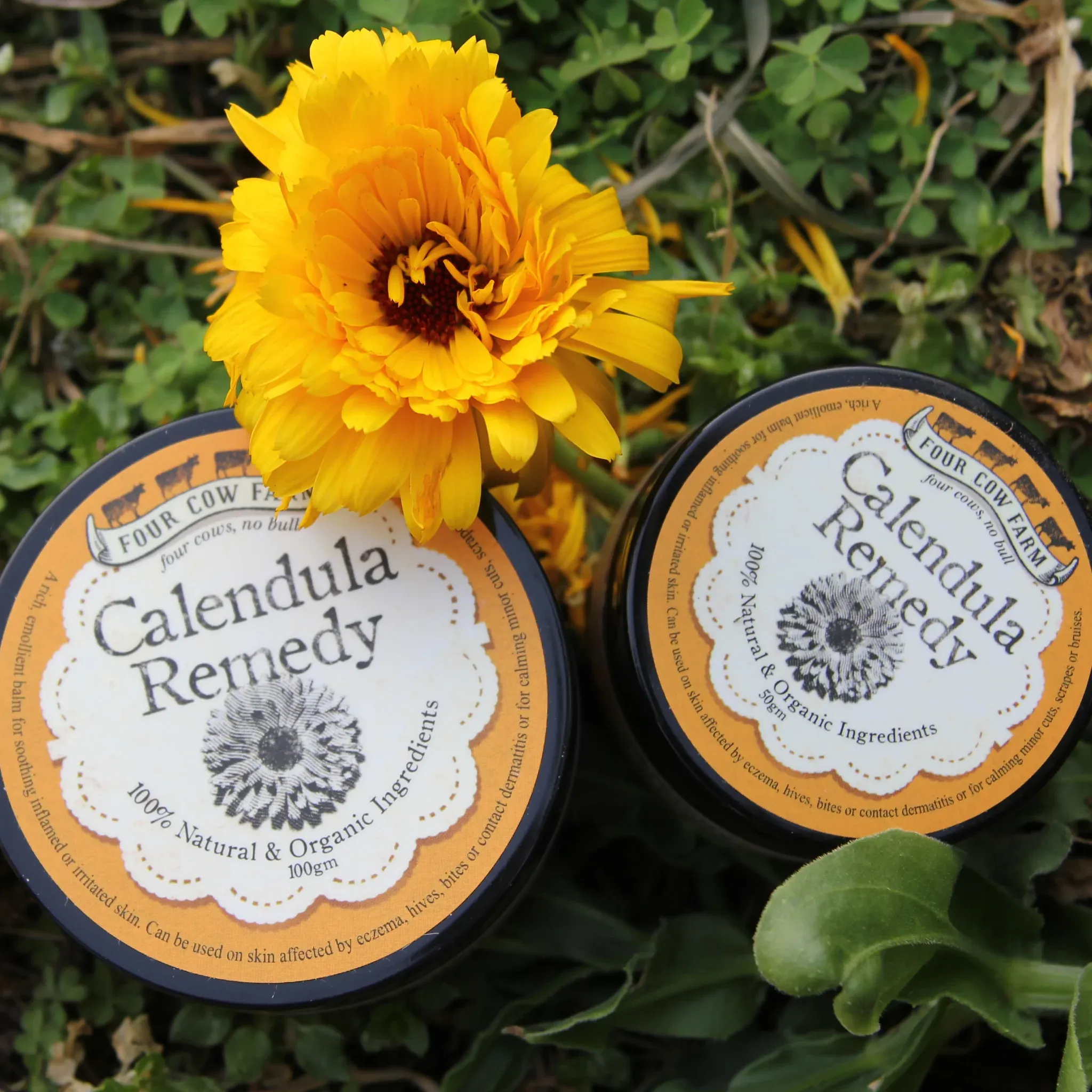 Four Cow Farm Calendula Remedy