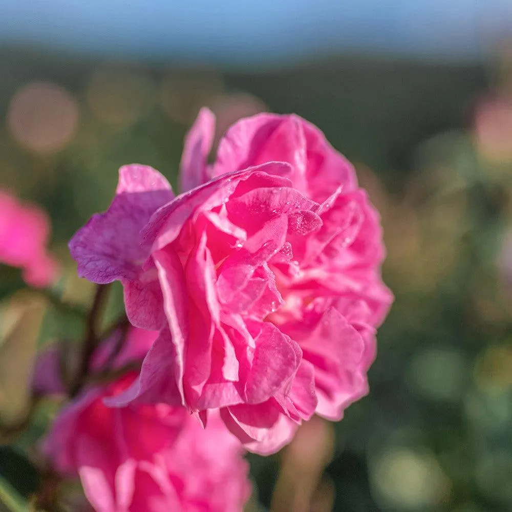 Pure Rose Essence Misting Toner